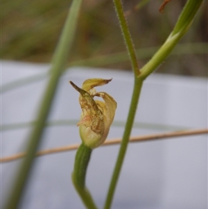 Caladenia moschata at Point 5834 - suppressed