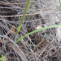 Caladenia moschata at Point 5834 - suppressed