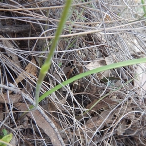 Caladenia moschata at Point 5834 - suppressed