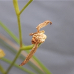 Caladenia moschata at Point 5834 - suppressed