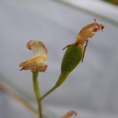 Caladenia moschata at Point 5834 - suppressed