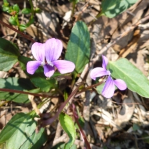 Viola betonicifolia at Mount Fairy, NSW - 25 Oct 2015 10:38 AM