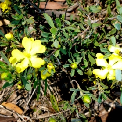 Hibbertia obtusifolia (Grey Guinea-flower) at Mount Fairy, NSW - 24 Oct 2015 by JanetRussell