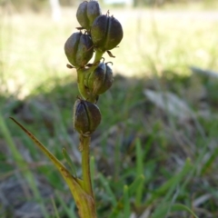 Wurmbea dioica subsp. dioica (Early Nancy) at Mount Fairy, NSW - 25 Oct 2015 by JanetRussell