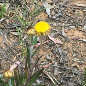 Coronidium oxylepis subsp. lanatum at Acton, ACT - 17 Oct 2015 12:00 AM