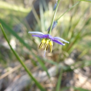 Dianella tasmanica at Mount Fairy, NSW - 25 Oct 2015