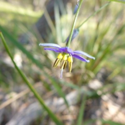 Dianella tasmanica (Tasman Flax Lily) at Mount Fairy, NSW - 25 Oct 2015 by JanetRussell