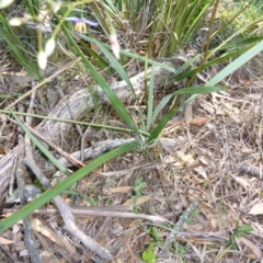 Dianella tasmanica at Mount Fairy, NSW - 25 Oct 2015