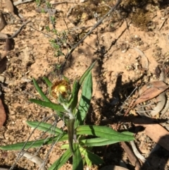 Coronidium oxylepis subsp. lanatum at O'Connor, ACT - 25 Oct 2015