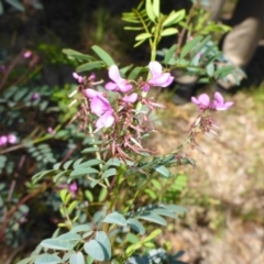 Indigofera australis subsp. australis (Australian Indigo) at Mount Fairy, NSW - 24 Oct 2015 by JanetRussell