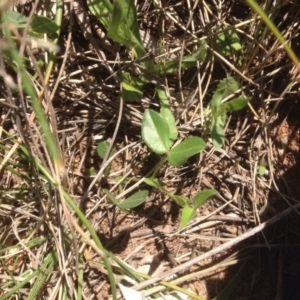 Zornia dyctiocarpa var. dyctiocarpa at Hume, ACT - 27 Oct 2015