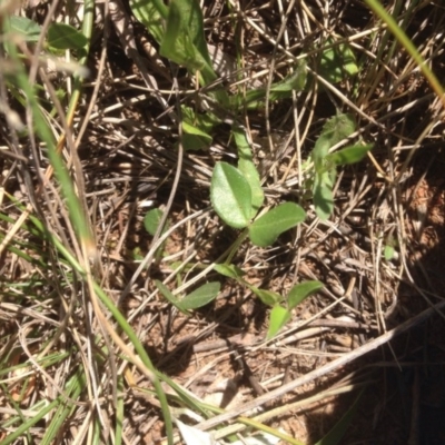 Zornia dyctiocarpa var. dyctiocarpa (Zornia) at Hume, ACT - 27 Oct 2015 by RichardMilner