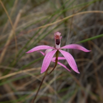 Caladenia congesta (Pink Caps) at Aranda, ACT - 25 Oct 2015 by CathB