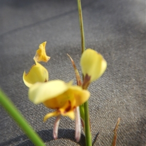 Diuris sulphurea at Point 5595 - suppressed