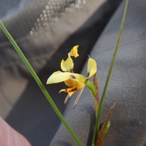 Diuris sulphurea at Point 5595 - suppressed