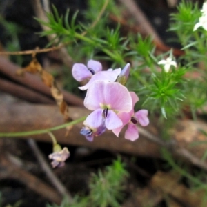 Glycine clandestina at Rendezvous Creek, ACT - 25 Oct 2015