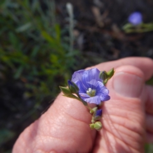 Linum marginale at Acton, ACT - 27 Oct 2015