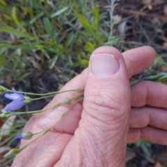 Linum marginale at Acton, ACT - 27 Oct 2015