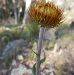 Coronidium oxylepis subsp. lanatum (Woolly Pointed Everlasting) at Point 5595 - 27 Oct 2015 by MichaelMulvaney