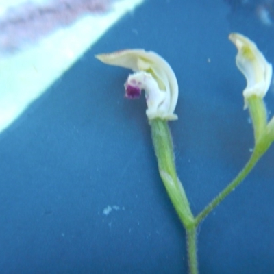 Caladenia cucullata at Black Mountain - 27 Oct 2015 by MichaelMulvaney