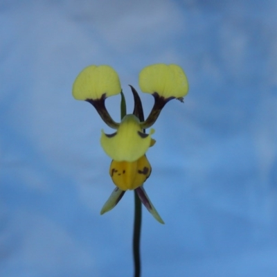 Diuris sulphurea (Tiger Orchid) at Point 60 - 27 Oct 2015 by MichaelMulvaney