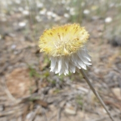 Leucochrysum albicans subsp. tricolor (Hoary Sunray) at Farrer, ACT - 26 Oct 2015 by Mike