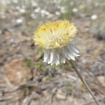 Leucochrysum albicans subsp. tricolor (Hoary Sunray) at Farrer, ACT - 26 Oct 2015 by Mike