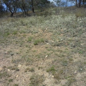 Leucochrysum albicans subsp. tricolor at Farrer, ACT - 27 Oct 2015