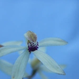 Caladenia cucullata at Point 5816 - suppressed