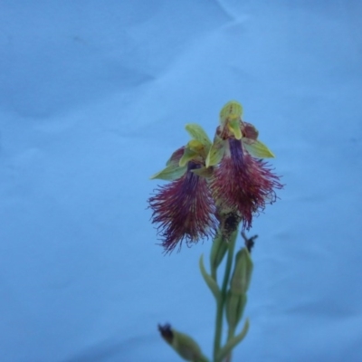 Calochilus montanus (Copper Beard Orchid) at Point 60 - 27 Oct 2015 by MichaelMulvaney