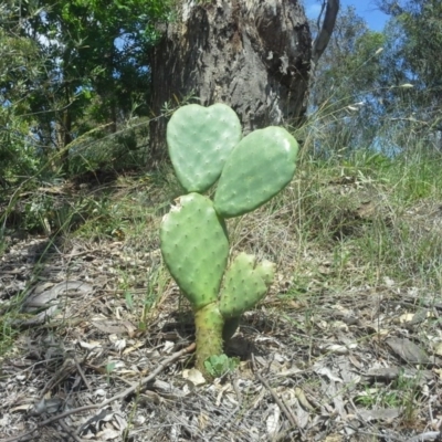 Opuntia ficus-indica (Indian Fig, Spineless Cactus) at Farrer, ACT - 27 Oct 2015 by Mike