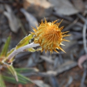 Coronidium oxylepis subsp. lanatum at O'Connor, ACT - 27 Oct 2015