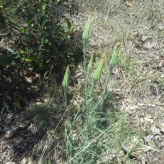 Tragopogon dubius (Goatsbeard) at Farrer, ACT - 27 Oct 2015 by Mike