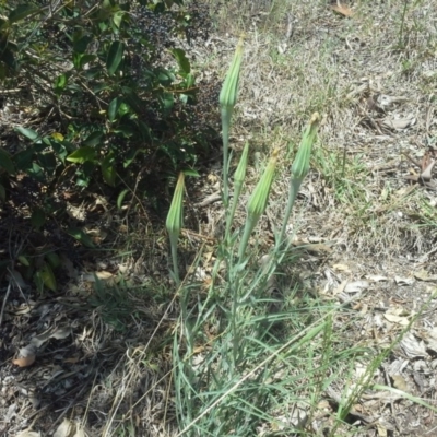 Tragopogon dubius (Goatsbeard) at Farrer, ACT - 27 Oct 2015 by Mike