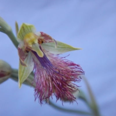 Calochilus montanus (Copper Beard Orchid) at Canberra Central, ACT - 27 Oct 2015 by MichaelMulvaney