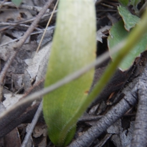 Glossodia major at Point 5816 - suppressed