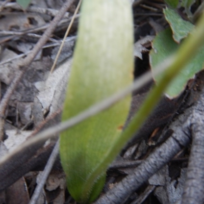 Glossodia major (Wax Lip Orchid) at Point 60 - 27 Oct 2015 by MichaelMulvaney