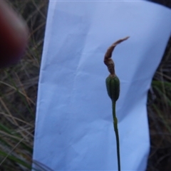 Glossodia major at Point 5816 - suppressed