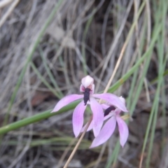Caladenia congesta (Pink Caps) at Canberra Central, ACT - 27 Oct 2015 by MichaelMulvaney