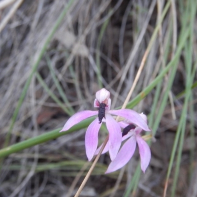 Caladenia congesta (Pink Caps) at Point 60 - 27 Oct 2015 by MichaelMulvaney