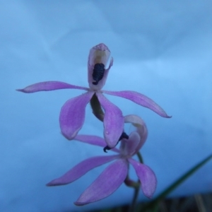 Caladenia congesta at Undefined Area - suppressed