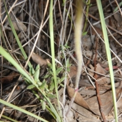 Caladenia congesta at Undefined Area - suppressed