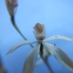 Caladenia moschata (Musky Caps) at O'Connor, ACT - 27 Oct 2015 by MichaelMulvaney