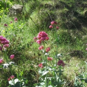 Centranthus ruber at Jerrabomberra, ACT - 27 Oct 2015