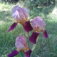 Iris germanica (Tall Bearded Iris) at Jerrabomberra, ACT - 27 Oct 2015 by Mike