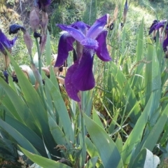 Iris germanica (Tall Bearded Iris) at Jerrabomberra, ACT - 10 Oct 2015 by Mike