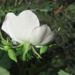 Rosa canina at Isaacs Ridge - 27 Oct 2015