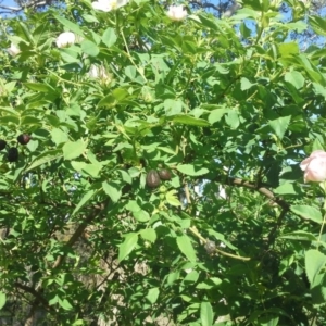 Rosa canina at Isaacs Ridge - 27 Oct 2015