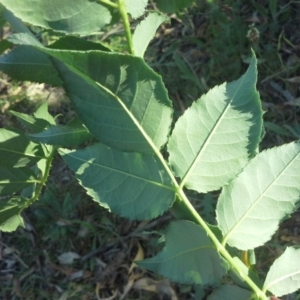 Rosa canina at Isaacs Ridge - 27 Oct 2015