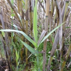 Arundo donax (Spanish Reed, Giant Reed) at Isaacs Ridge - 9 Oct 2015 by Mike